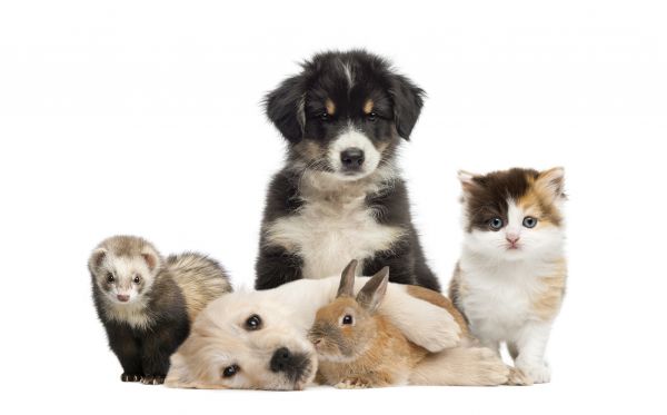 West Des Moines Pets