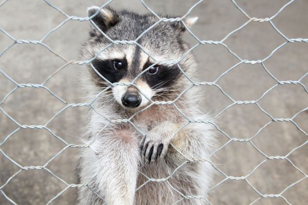 West Des Moines Wildlife Removal