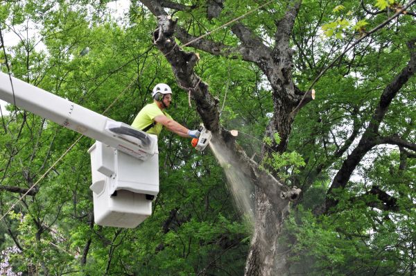 West Des Moines Tree Trimming