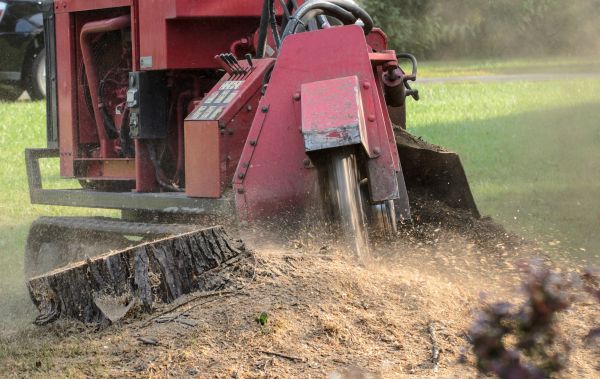 West Des Moines Tree Removal